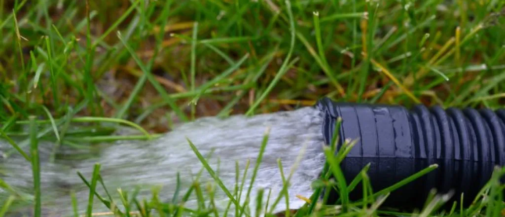 A stream of water shoots out of a black plastic tube onto a patch of yellow and green grass.