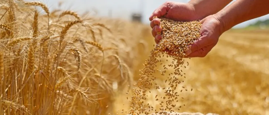 A pair of hands hold palmfuls of harvested wheat grain and transfers them into a burlap sack in the wheat field.