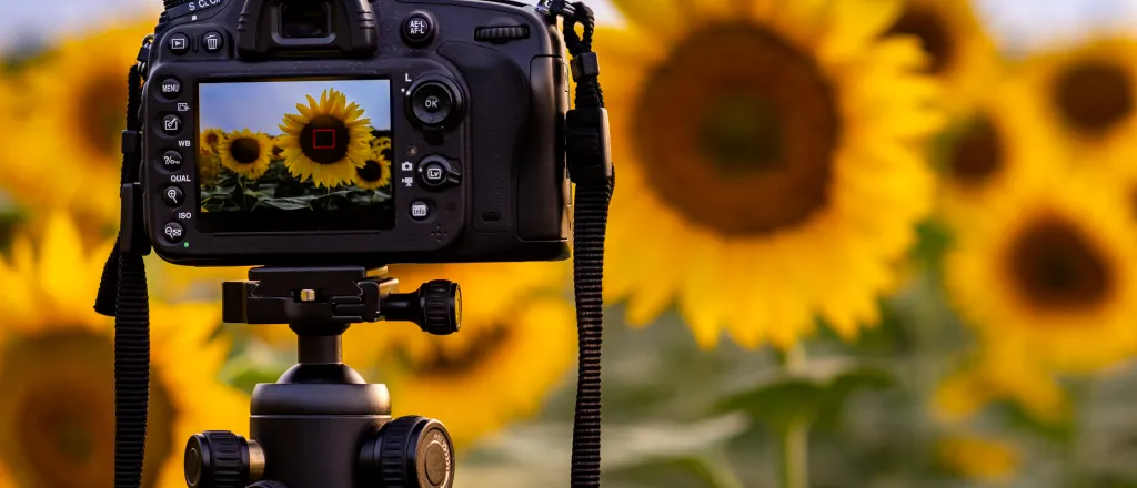 Image of a digital camera taking a photograph of large sunflowers.