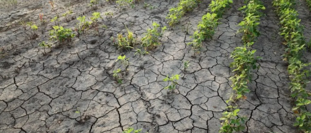 Rows and rows of green plants give way to a patch of barren, cracked, dry soil in a farm field with no plants growing.