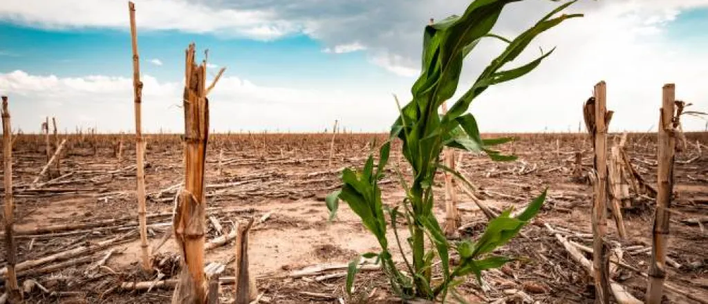 A single green corn stalk in a drought-stricken field full of dry, compacted soil and dead, chopped crops under a cloudy sky.