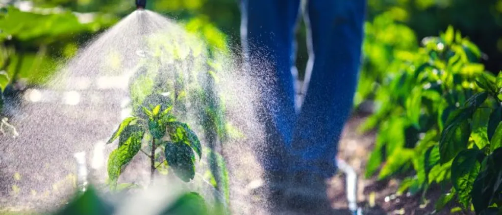 A farmer walking down a row of crops and spraying them in a shower of pesticide. The spray is illuminated by the sun.