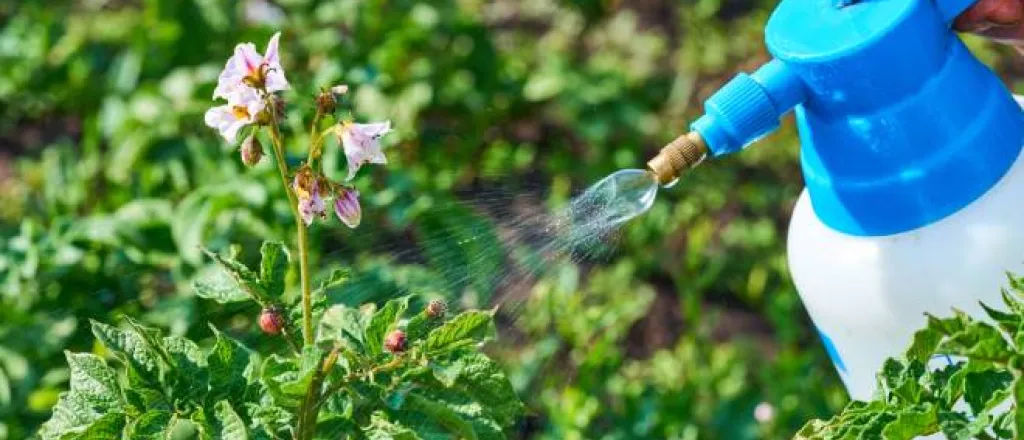 Someone spraying a natural pesticide on a thatch of plants. The plant has small bugs crawling on the leaves.