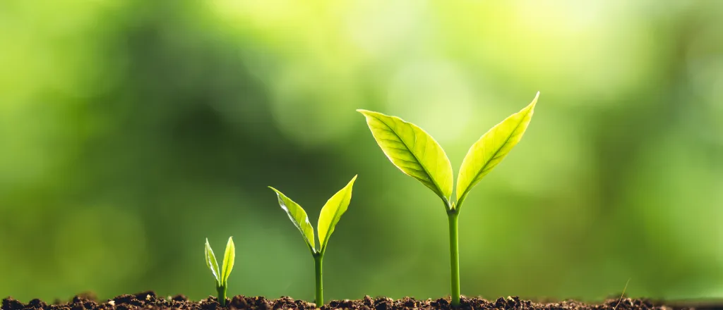PROMO HIRES Agriculture - Column Sowing Seeds Plant Growth Soil Green - iStock - ArtRachen01 Three seedling plants, each at different heights showing stages of growth.