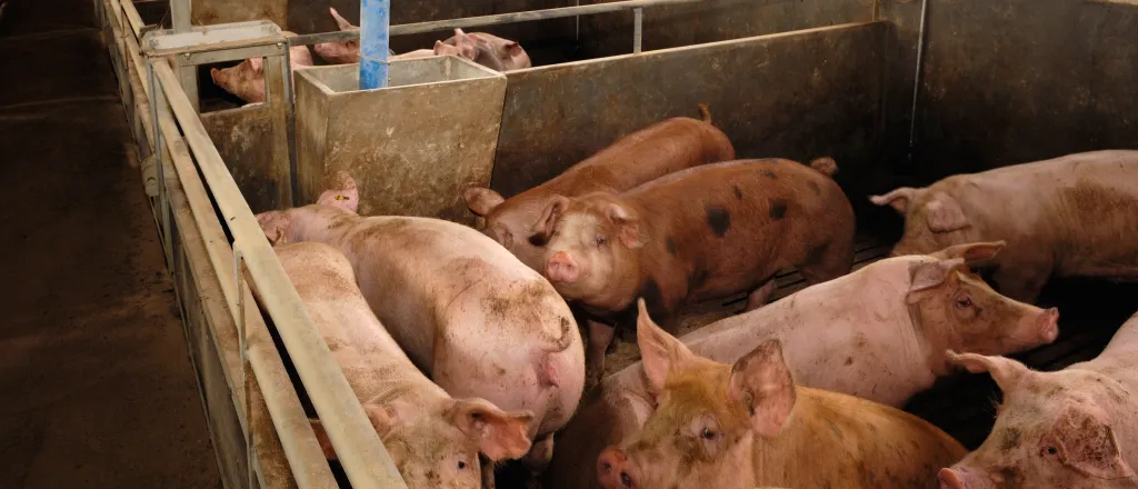 Indoor pens of pigs