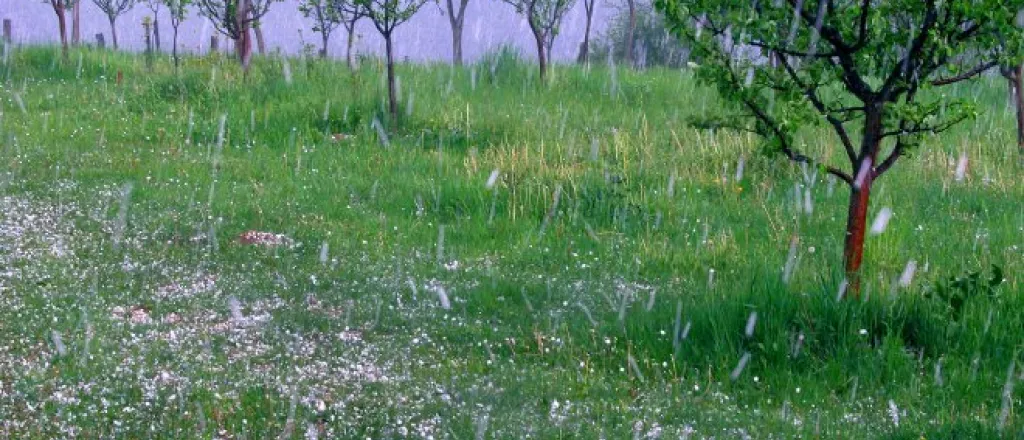 An orchard during a hailstorm. Quarter-sized hail pellets rain from the sky and gather in the tall grass.