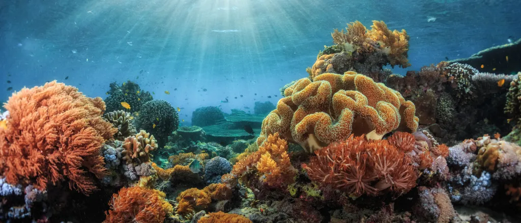 Underwater view of a coral reef, with sun shining through the water.