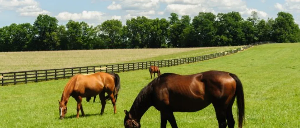 Four thoroughbred horses graze on a green pasture, as trees line the background beneath a blue sky with clouds.