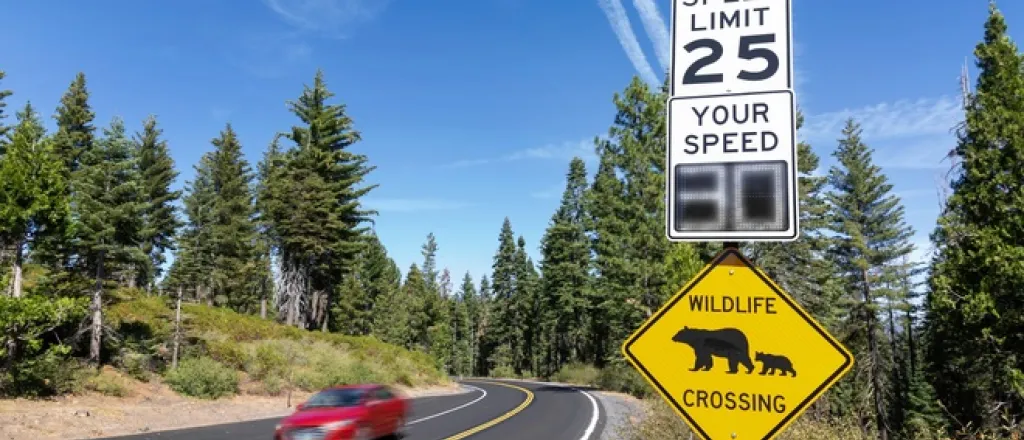 A rural road with wildlife and speed signs, lined on either side with forest areas. A red car drives along the road.