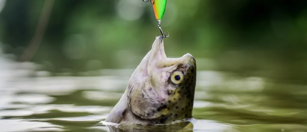 A close-up of a fish, the head coming out of the murky water. A fishing hook latches to it's mouth, pulling it from the water.