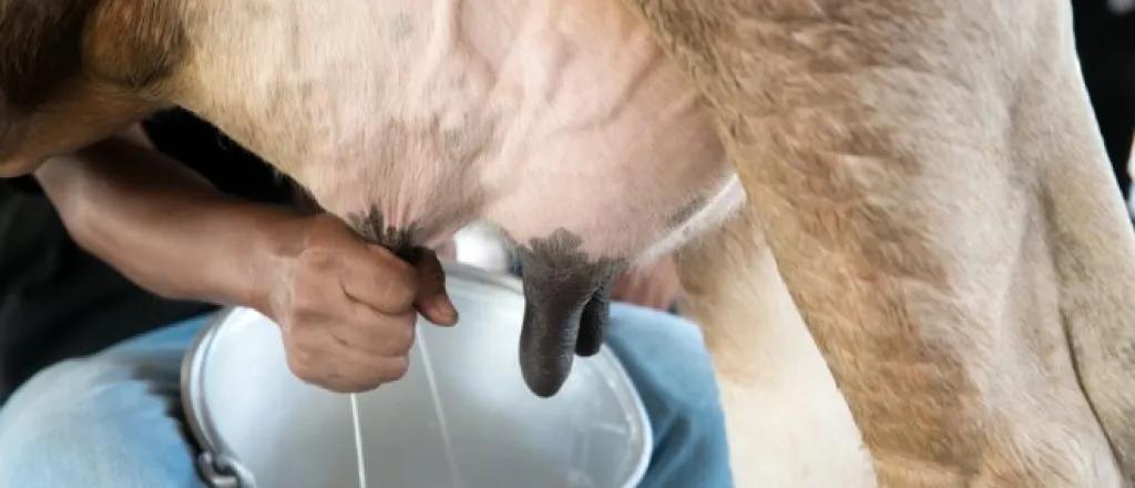 Methods dairy farmers use to improve milk quality A close-up of a person milking a dairy cow. The milk squirts into a pail between the person's legs.