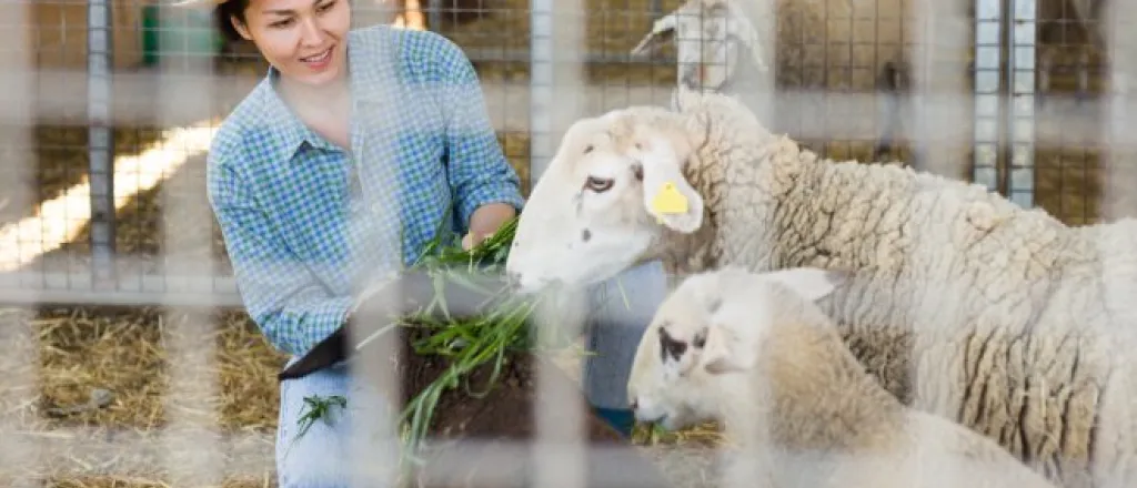 How To Prepare Your Land for Livestock Activities A woman sits outside on her land, wearing a straw hat, and feeds a herd of fluffy, white sheep in a farm stall.