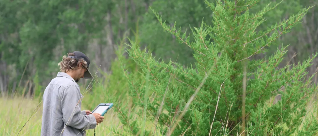 Person using a tablet device facing a young red cedar tree.