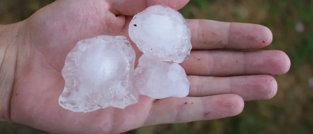 Human hand holding several large hailstones.