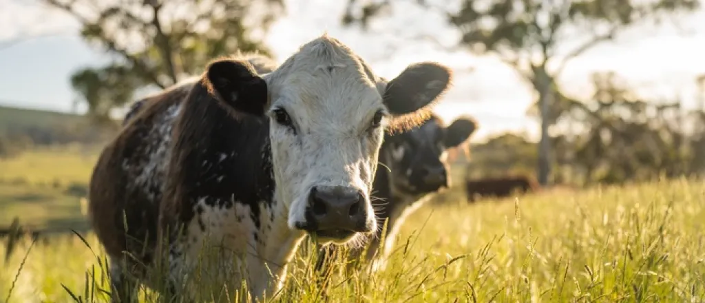 Two cows standing in a field with tall grass that reaches up to their chins. The sun is shining down on them.