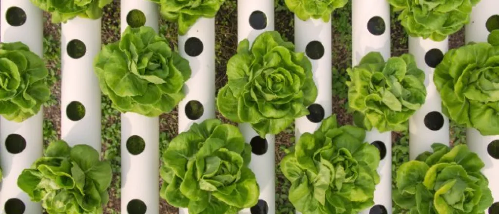 An overhead view of green lettuce growing in white hydroponic PVC pipes with evenly spaced planting holes.