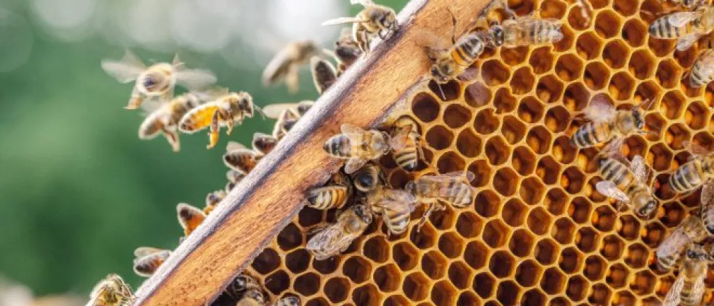 A wooden honeycomb frame covered with many bees crawling and flying near open hexagonal wax cells inside a hive.
