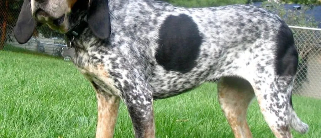 PICT Dog Bluetick Coonhound