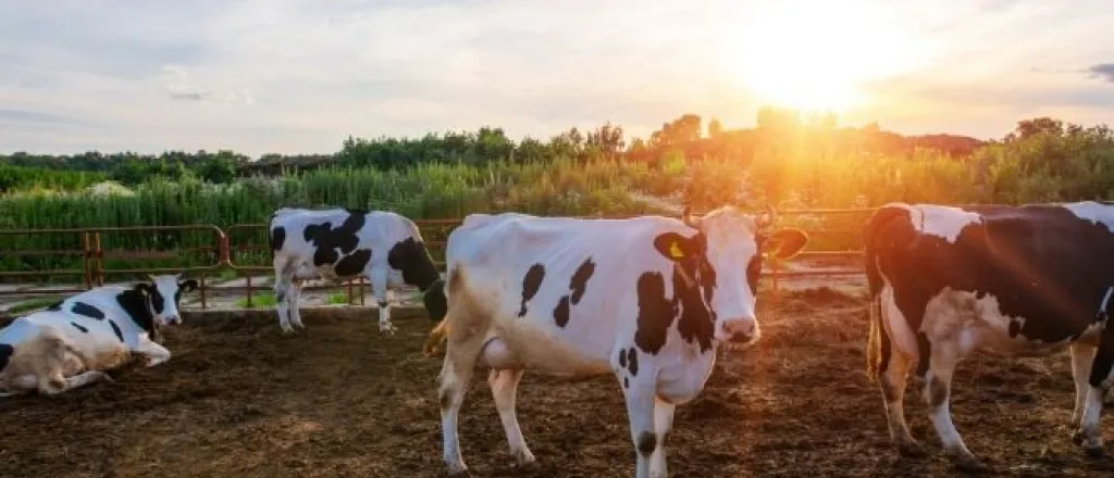 3 Colorado Dairy Farm Tours for the Whole Family