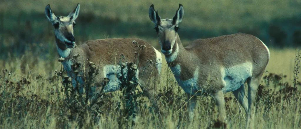 Animal - Antelope Pronghorn Bucks - USFWS
