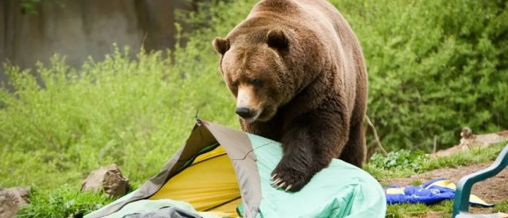 Camping Risks Everyone Should Know