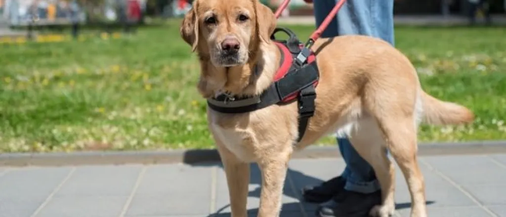 Ways service dogs help people with disabilities