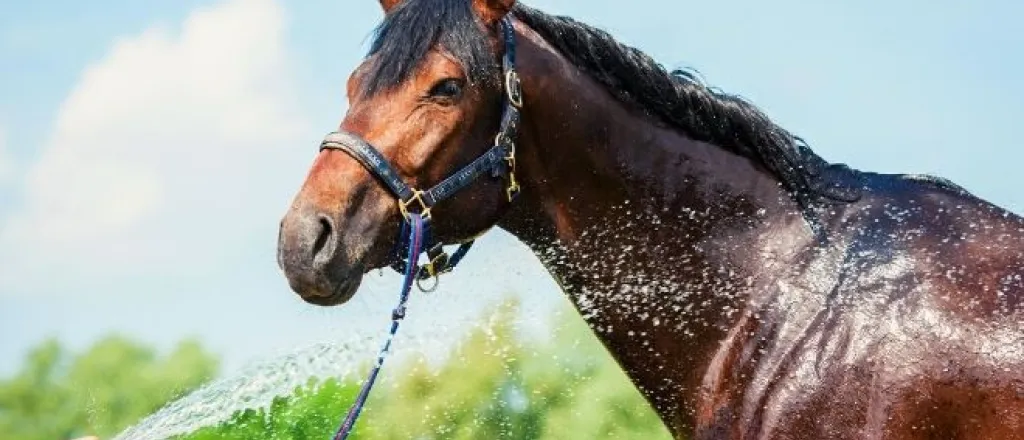 Best Ways To Prevent Horse Heat Exhaustion