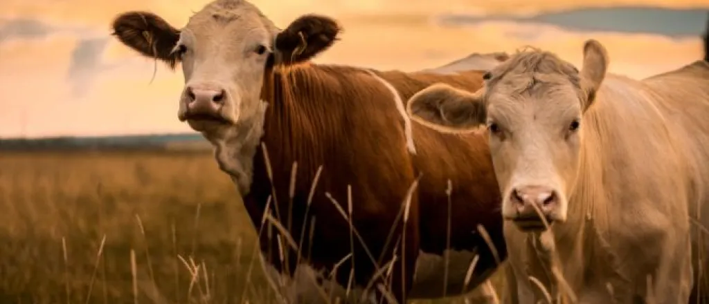 How Farm Animals Contribute to Agricultural Development