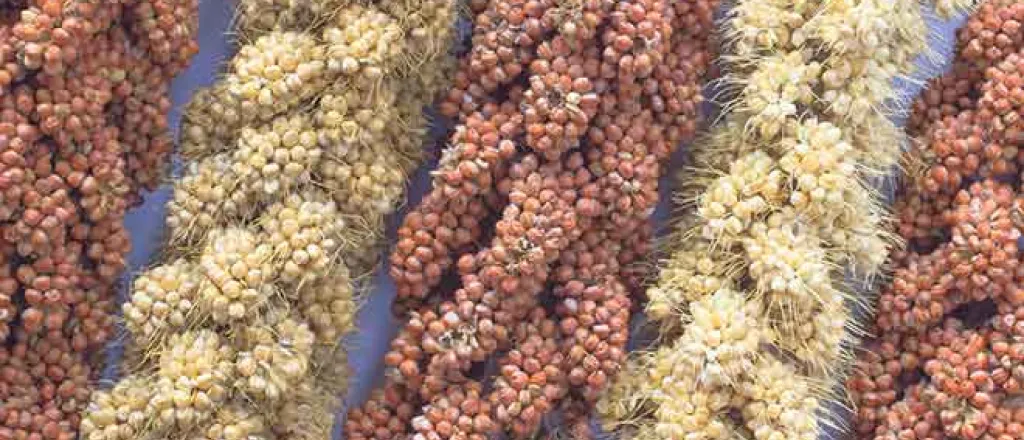 PROMO Agriculture - Millet Red Yellow Crop Grain - iStock - Olenaa