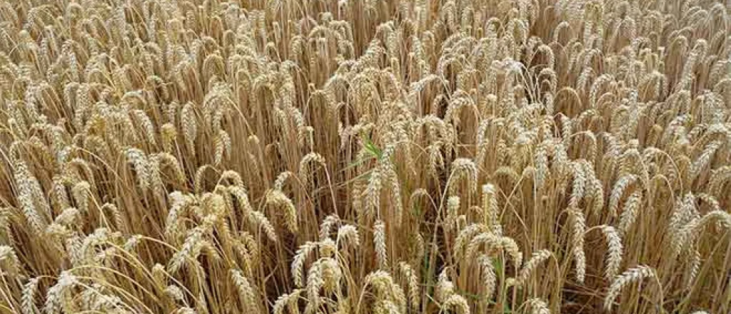 PROMO Agriculture - Ripe Wheat - Wikimedia - public domain