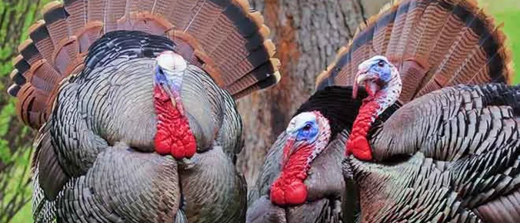 PROMO Animal - Bird Turkey Thanksgiving - iStock - Jeffengeloutdoors.com