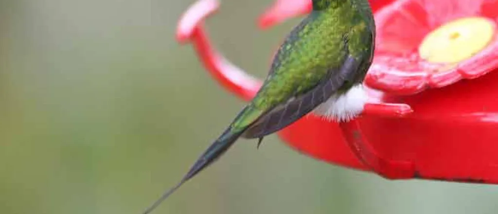 PROMO 64J1 Animal - Hummingbird Booted racket-tail Ecuador Ocreatus underwoodii - wikimedia - public domain