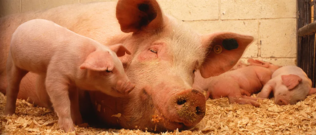 PROMO 660 x 440 Animal - Sow Piglets - Wikimedia