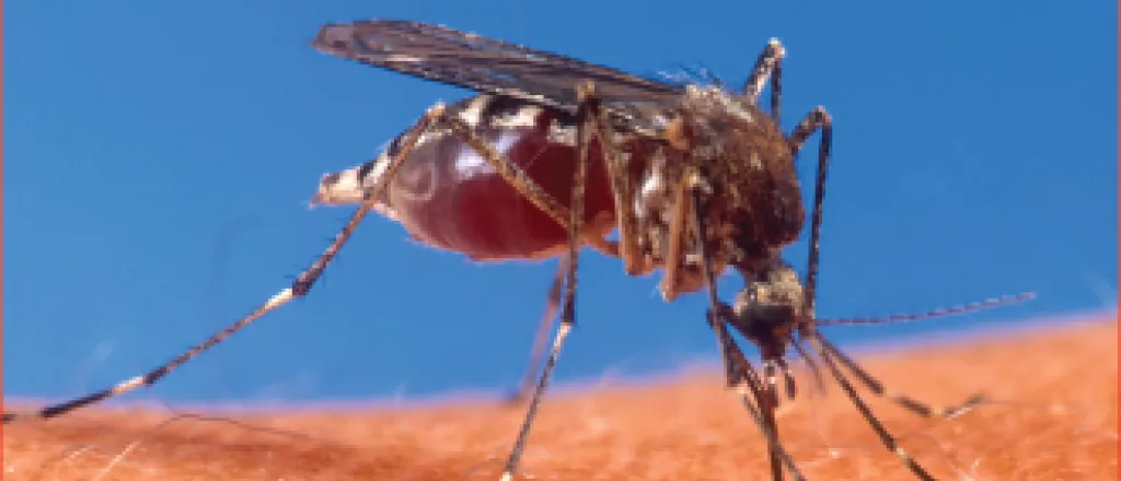 Mosquito - West Nile Virus