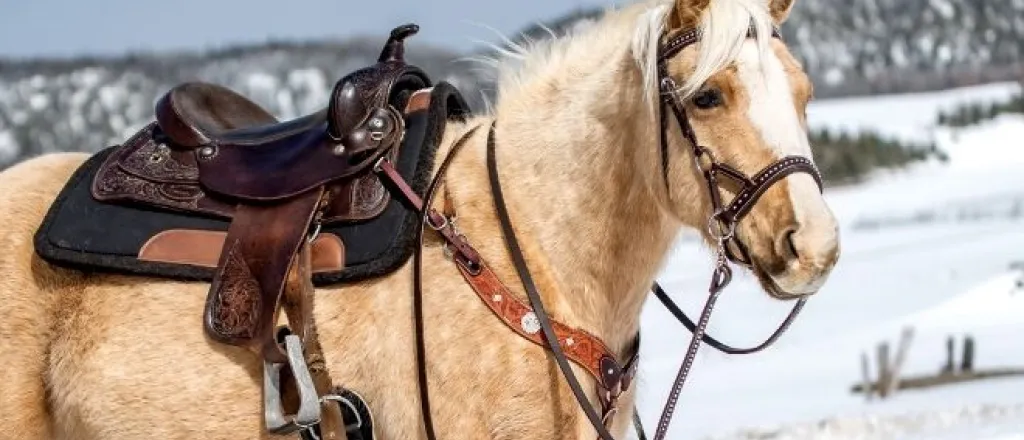 Horse-Riding Safety Tips for the Winter
