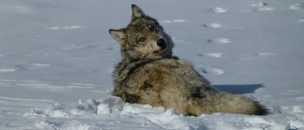 PROMO Animal - Gray Grey Wolf Snow - USFWS - public domain