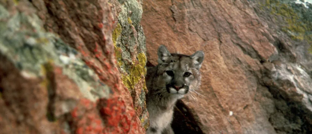 PROMO Animal - Mountain Lion - USFWS - public domain