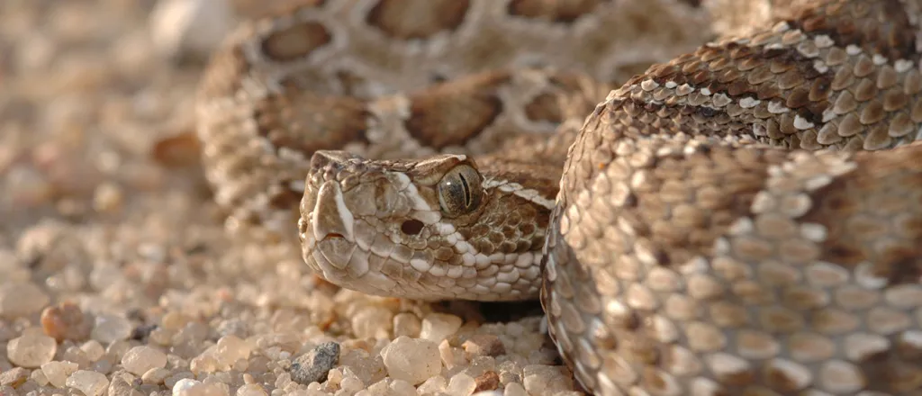 PROMO 64 Animal - Snake Rattlesnake - iStock - Shoemcfly - 89474309