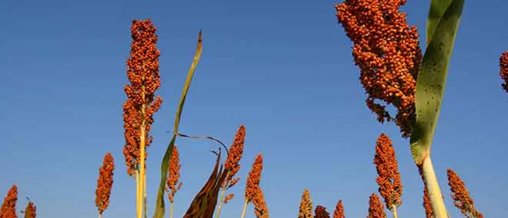 PROMO Agriculture - Sorghum Millet - iStock - tanew_pix