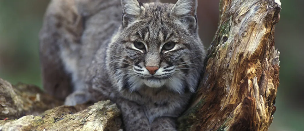PROMO 64J1 Animal - Bobcat sitting in tree - USFWS - Gary Kramer PROMO Animal - Bobcat sitting in tree - USFWS - Gary Kramer