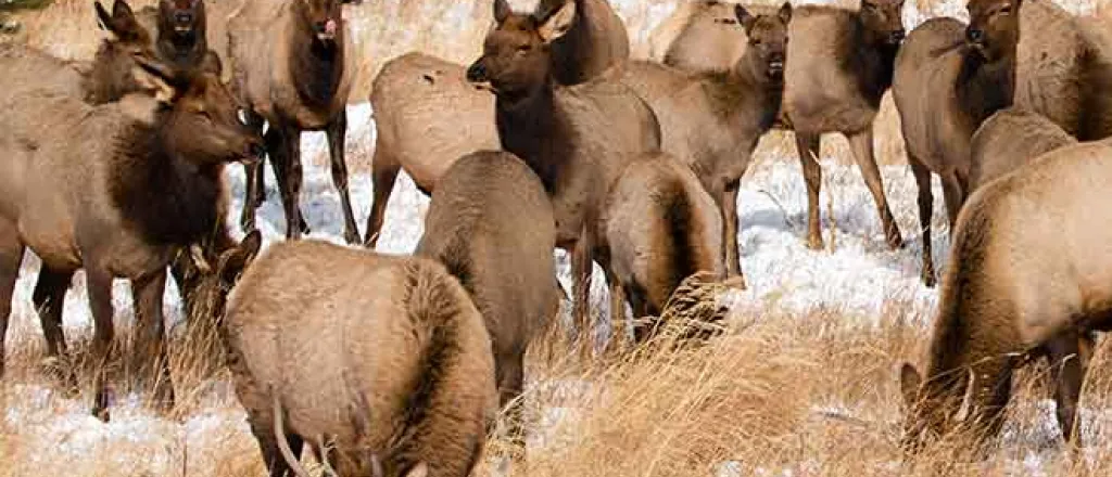 PROMO Animal - Elk Rocky Mountain National Park - NPS