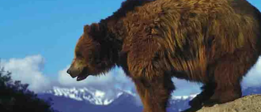 PROMO Animal - Grizzly Bear on rock - USFWS
