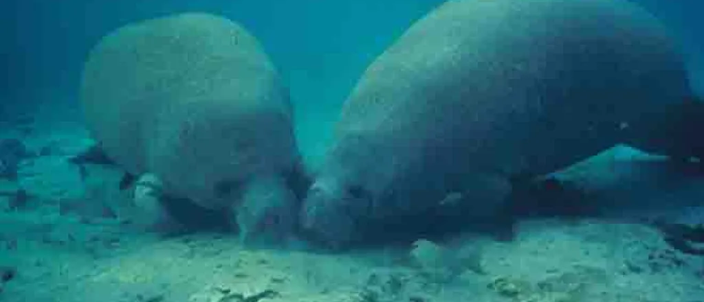PROMO 64J1 Animal - Manatees - USFWS - Jim P. Reid PROMO Animal - Manatees - USFWS - Jim P. Reid