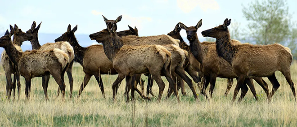 PROMO 660 x 440 Animal - Elk Herd Rocky Flats National Wildlife Refuge - USFWS - Ryan Moehring - public domain
