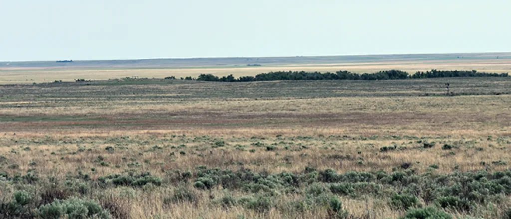 PROMO 660 x 440 Miscellaneous - Prairie Sage Brush Sand Creek Kiowa County Colorado - Chris Sorensen