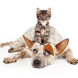 PROMO 660 x 440 Animal - Pets Dog Cat Pet Care - iStock - adogslifephoto