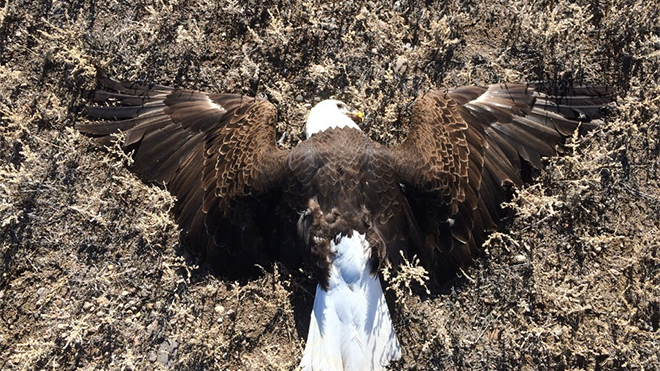 Rio Grande County Man Pleads Guilty to Poisoning Eagles and Other Wildlife