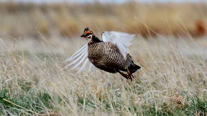 4-year project sees 100s of Lesser Prairie Chickens restored to southeast Colorado