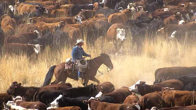 PROMO 64J1 Agriculture - Cowboy Horseback Cattle - iStock - johnrandallalves PROMO Agriculture - Cowboy Horseback Cattle - iStock - johnrandallalves