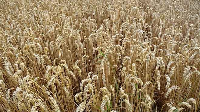 PROMO 64J1 Agriculture - Ripe Wheat - Wikimedia - public domain PROMO Agriculture - Ripe Wheat - Wikimedia - public domain